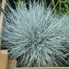 Festuca azul