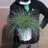 Festuca azul