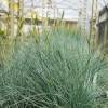 Festuca azul