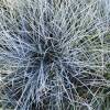 Festuca azul