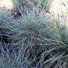 Festuca azul