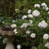 Hortensia 'Mme Emile Mouillre'