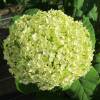 Hortensia de Virginia 'Annabelle'