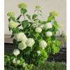 Hortensia de Virginia 'Annabelle'