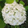 Hortensia de Virginia 'Annabelle'