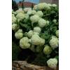 Hortensia de Virginia 'Annabelle'