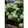 Hortensia de Virginia 'Annabelle'