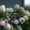 Hortensia de Virginia 'Annabelle'