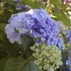 Hortensia lila