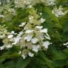 Hortensia de panculas 'Kyushu'