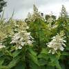 Hortensia de panculas 'Kyushu'