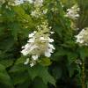 Hortensia de panculas 'Kyushu'