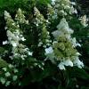 Hortensia de panculas 'Kyushu'