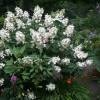 Hortensia de panculas 'Kyushu'