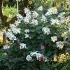 Hortensia de panculas 'Kyushu'