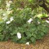 Hortensia de hojas de roble