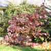 Hortensia de hojas de roble