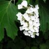 Hortensia de hojas de roble