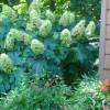 Hortensia de hojas de roble