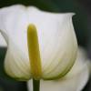 Anturio de flores blancas