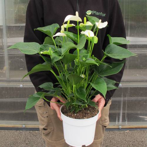 Anturio de flores blancas : venta Anturio de flores blancas / Anthurium alba