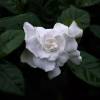 Gardenia jasminoides, Jazmn del Cabo