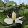 Gardenia jasminoides, Jazmn del Cabo