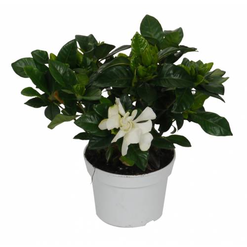 Gardenia jasminoides, Jazmín del Cabo : venta Gardenia jasminoides, Jazmín  del Cabo / Gardenia jasminoides