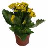 Kalanchoe con flores amarillas