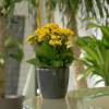 Kalanchoe con flores amarillas