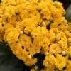 Kalanchoe con flores amarillas