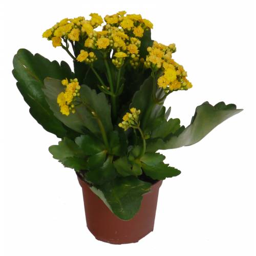 Kalanchoe con flores amarillas : venta Kalanchoe con flores amarillas /  Kalanchoe lutea