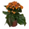 Kalanchoe con flores naranjas