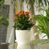 Kalanchoe con flores naranjas