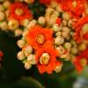 Kalanchoe con flores naranjas