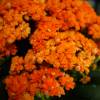 Kalanchoe con flores naranjas