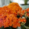 Kalanchoe con flores naranjas