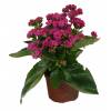 Kalanchoe con flores rosas