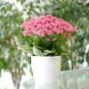 Kalanchoe con flores rosas