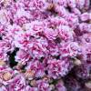 Kalanchoe con flores rosas