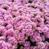 Kalanchoe con flores rosas