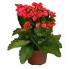 Kalanchoe con flores rojas