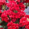 Kalanchoe con flores rojas