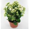 Kalanchoe con flores blancas