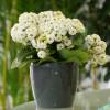 Kalanchoe con flores blancas