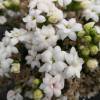 Kalanchoe con flores blancas