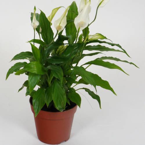 Spathiphyllum Espatifilo Cuna De Moises C12 Venta