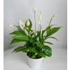 Spathiphyllum, Espatifilo Cuna de Moiss