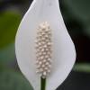 Spathiphyllum, Espatifilo Cuna de Moiss