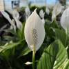 Spathiphyllum, Espatifilo Cuna de Moiss